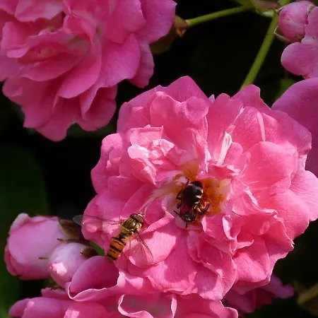 Hotell Casona De San Pantaleón de Aras