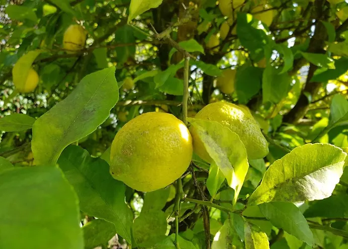 Casona De Отель 3*